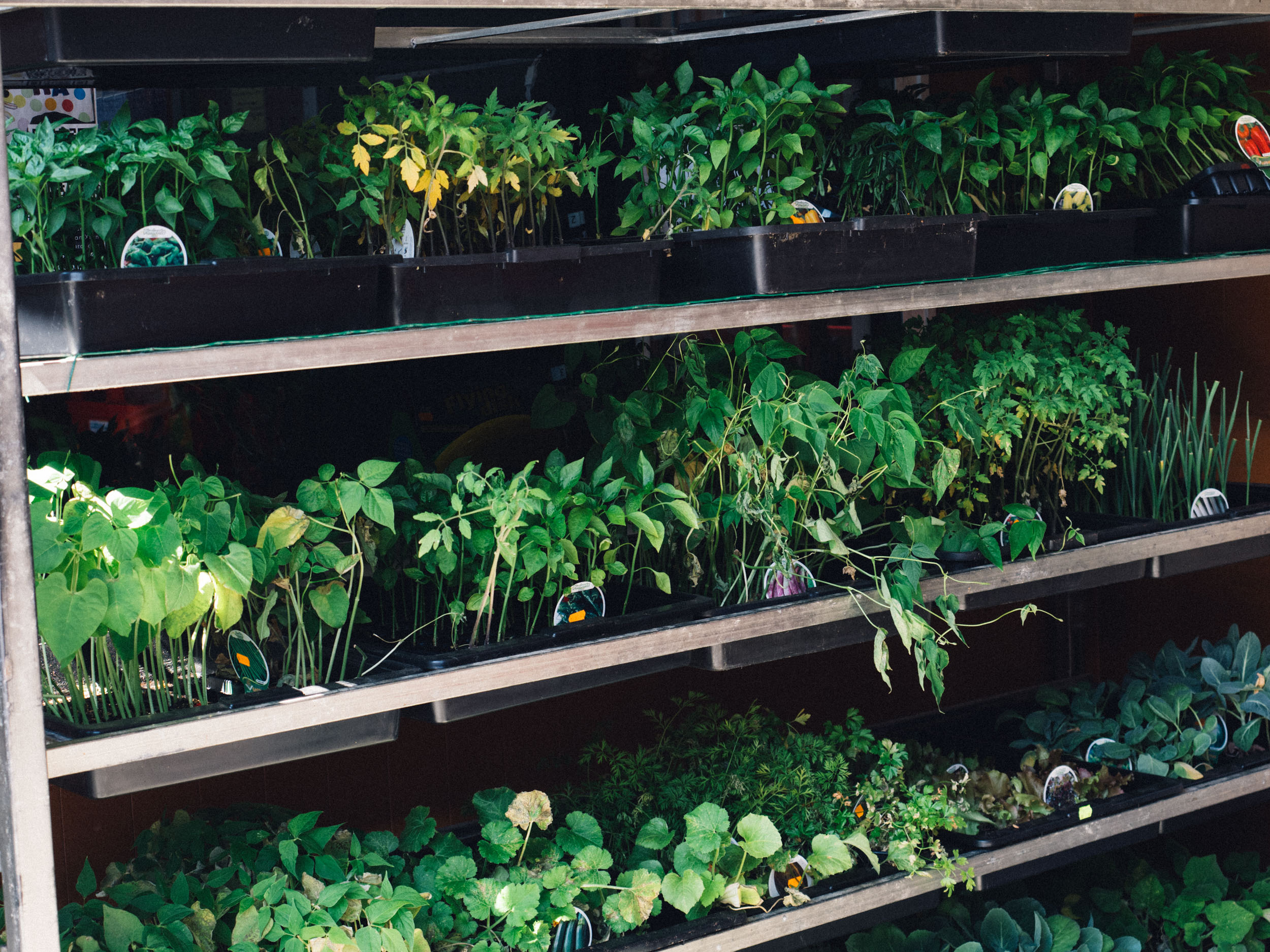 foto de stand con plantas y hortalizas